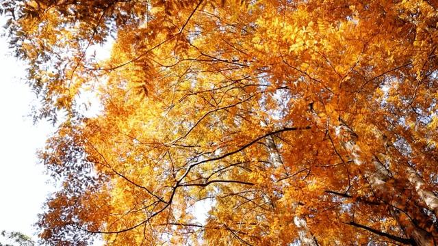 余杭初冬藏不住！这些秘境绝美~