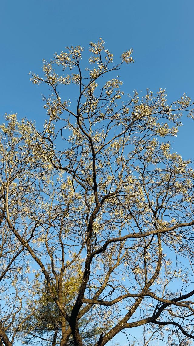 新视界｜泉城公园：冬日落木亦风景