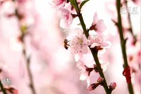 千城百县看中国｜河北昌黎：桃花灼灼蜂舞花间图片