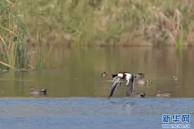 滇池：野鸭悠然越冬图片