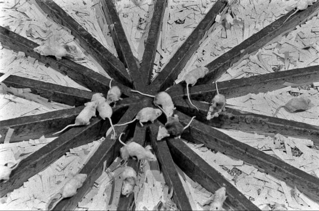 在衣食无忧的“天堂”里，它们自相残杀，然后全员灭亡