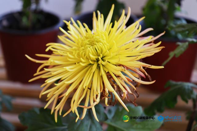 甘州府城：一半是人间烟火，一半是菊韵诗魂