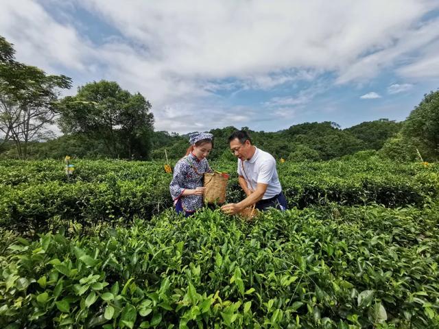 2.5h缩短至1h车程!趁高速通车来这两座宝藏小城,品品茶香和诗意……