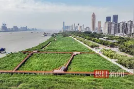 汉口江滩芦苇荡成绿色海洋图片