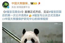 萌熊登场！“福宝”正式与公众见面，这份看“福”攻略请查收图片