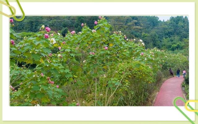 藏不住了！大足这个村的芙蓉花海，已成初冬“神仙打卡地”