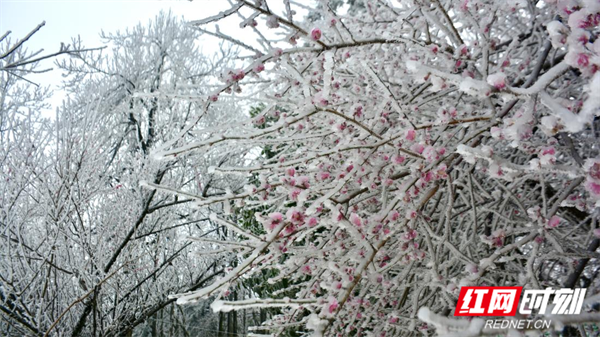 靖州飞山雾凇美如画
