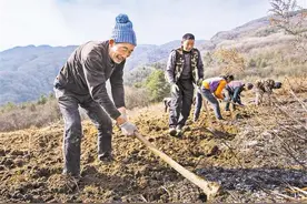 科技支撑提高附加值 打造全国示范基地县 巫溪中药材产业年产值有望突破20亿元图片