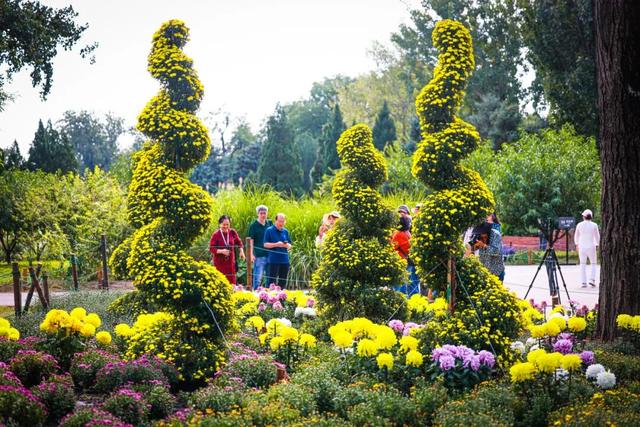 国家植物园第四届菊花展启幕 打造沉浸式秋日盛宴