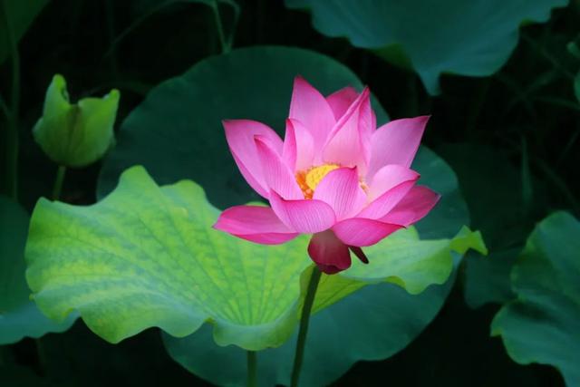“荷”尔蒙爆表，这夏可好了！
