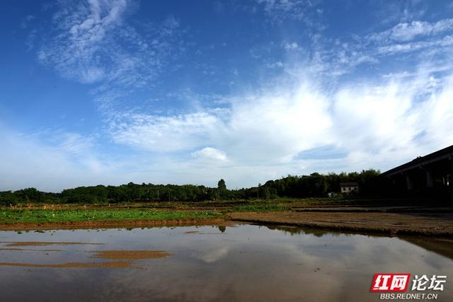 高清湖南丨岳阳云溪乡村游记：当钢筋铁骨遇上柔软稻浪
