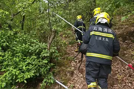 吓人！云南一村民上山捡菌，发现两条眼镜王蛇，还有六七十枚蛋图片