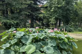 “荷花”喊你来打卡→图片