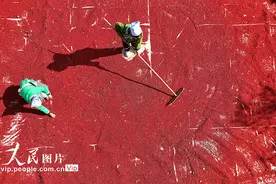 贵州榕江：草珊瑚喜丰收图片