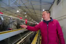开饭店卖火汶上芦花鸡，这个小伙转行养殖成行业翘楚图片