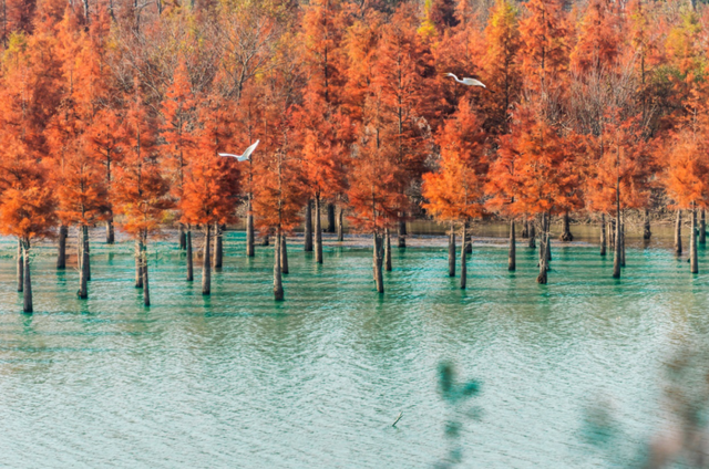 冬来秋未尽！秋天是赖上合肥了？