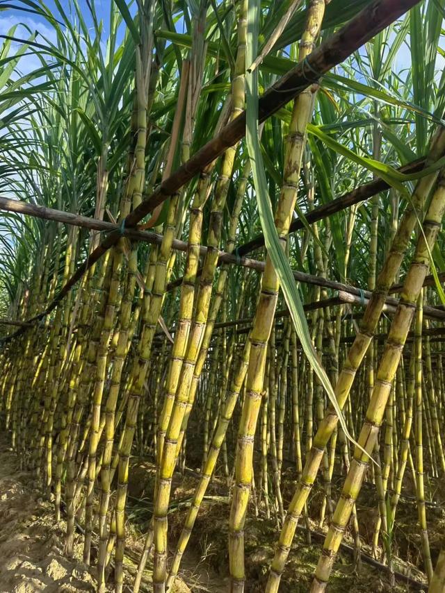 连休5天！秋假来里水边玩边学！