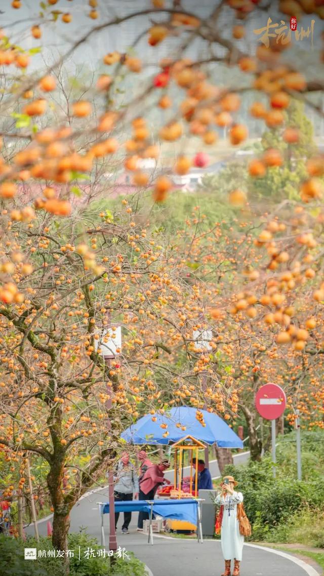 杭州的秋，一半都藏在这些村子里！