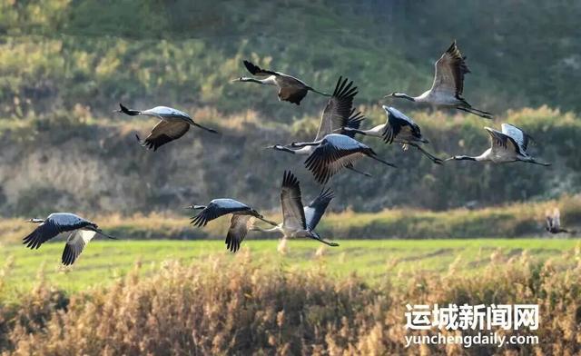 运城九大观鸟胜地邀你共赴冬日童话～