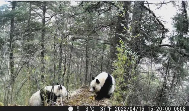 黄龙自然遗产地：IUCN世界自然保护大会的首次精彩亮相
