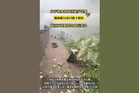 女子遭10余只猴子围攻抓咬！四川一景区回应图片