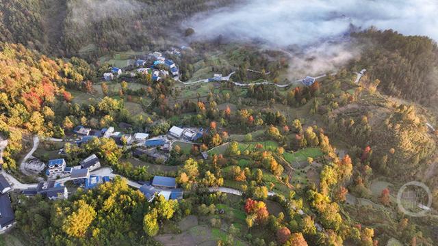 晨雾枫叶红 日出田园美