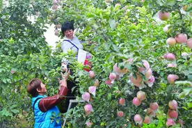 苹果熟了图片