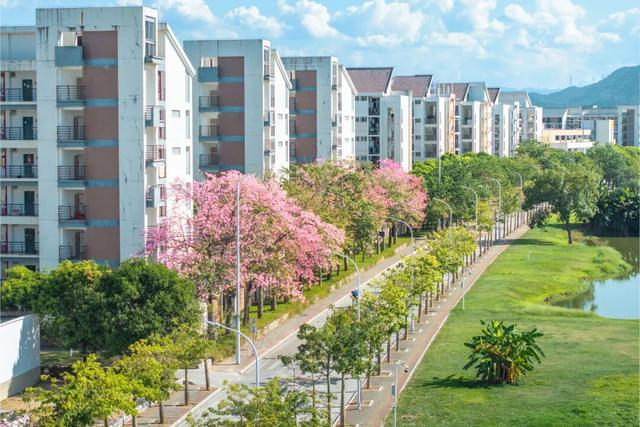 闽侯异木棉全盛登场！是谁的大学这么浪漫呀？