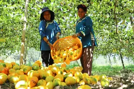 贵州榕江：吊瓜变“金瓜” 农户乐开花图片