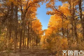 美丽的胡杨林！图片