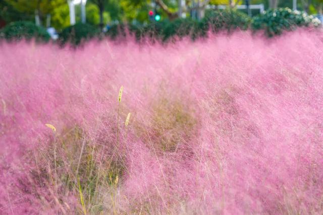 超绝氛围感！蜀山花海实力圈「粉」！