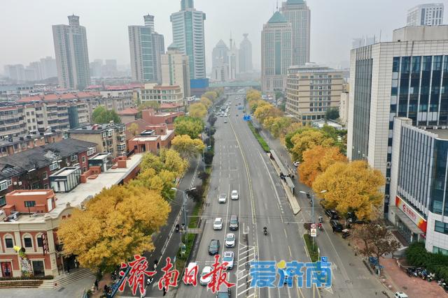 一年四季 泉在济南丨秋风绘金叶 泺源大街展秋日长廊