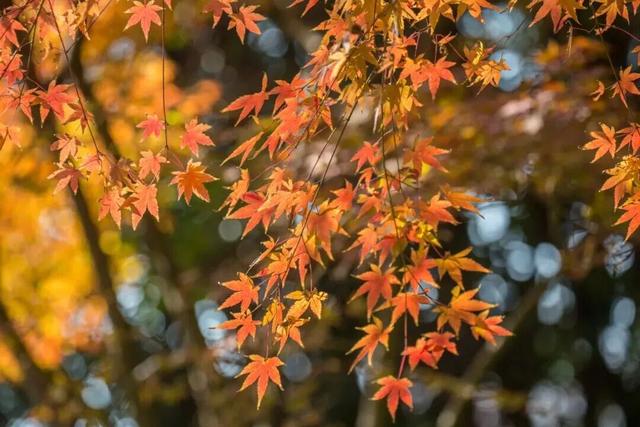 城市里的“绿野仙踪”——长宁外环生态绿道，你对它了解多少？
