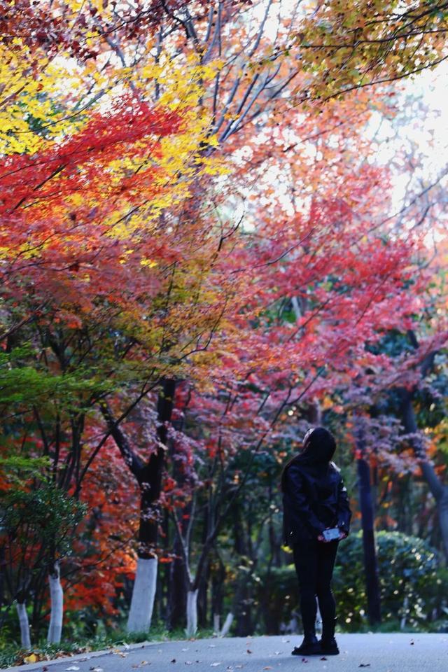 中大路 “红” 了！本周 C 位遛弯地预定！