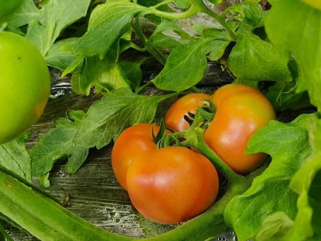 定了！12月6日-7日，就在淄博这里→