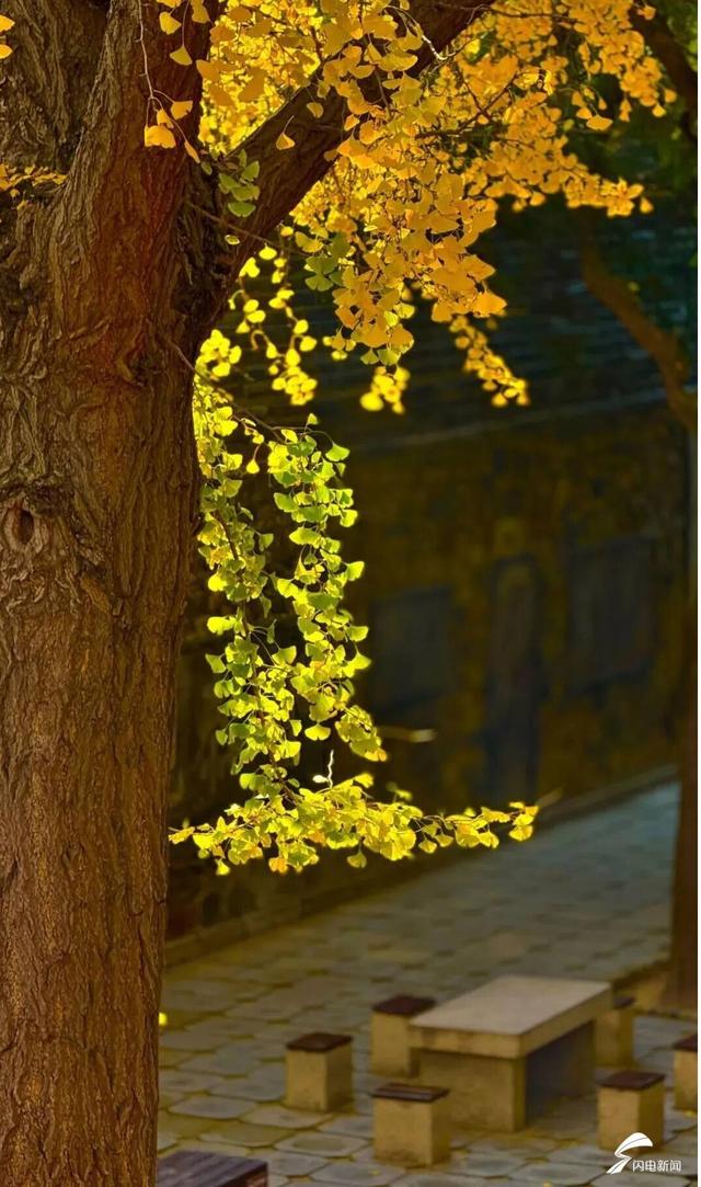 组图丨岱庙初冬美如诗 银杏书写“暖冬情书”