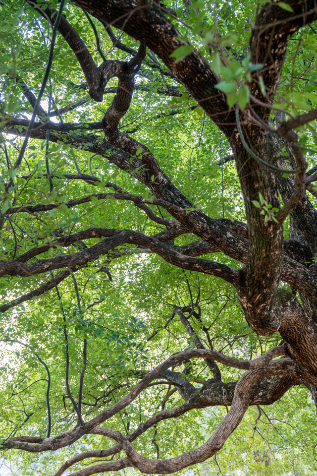 东湖「巨物」图鉴，打卡XXXXL号视觉震撼！