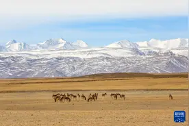 雪山下的藏野驴图片