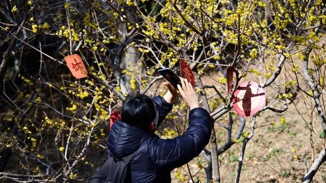 香山蜡梅，开啦！最佳观赏期至