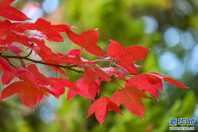昆明迎来最美赏枫季 打卡攻略奉上
