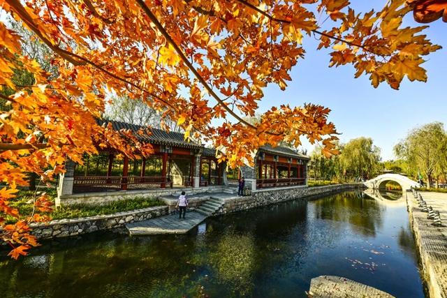 本周末迎赏红高峰，副中心金秋美景邀您共赴“京秋”之约