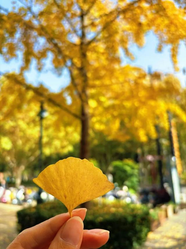 长宁最全银杏打卡点来啦，还有“宁宁”的私藏点位哦～【看“宁”的】