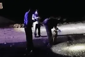 “汪汪队”立功，加一盆鸡腿！图片