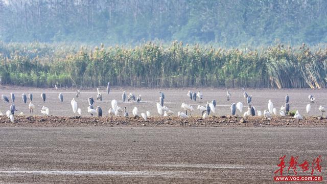 美到词穷！湖南秋叶观赏指南等你收藏