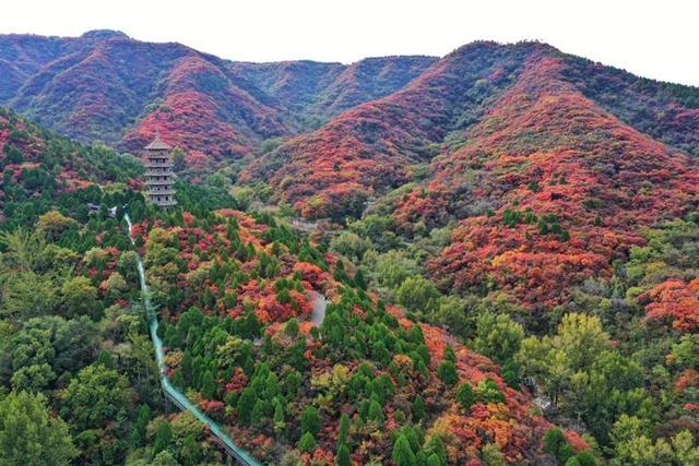 济南红叶谷进入巅峰期！4000亩黄栌红似火，随手拍都是秋日大片