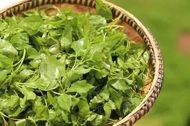 喜欢吃野菜的南京人要注意了，这三种都不适合孕妈吃图片