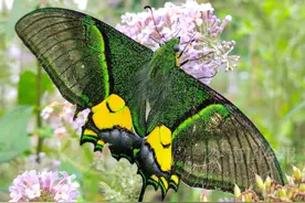 世界八大名贵蝴蝶之首！九万山​首现金斑喙凤蝶图片