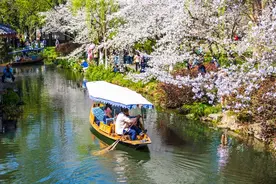杭州西湖曲院风荷樱花烂漫 游人醉享春光图片