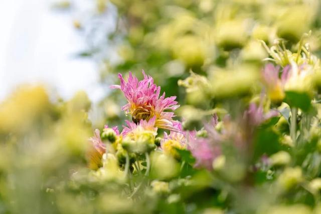乐山这里的菊花即将迎来盛花期，足足有50多种，约吗？
