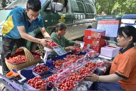 灞桥樱桃搭“邮航” 63个城市客户次日品尝西安樱桃图片
